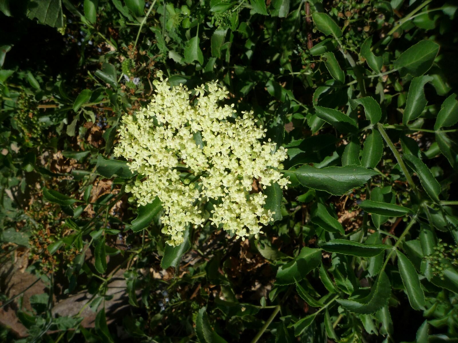 High Resolution Sambucus nigra-caerulea Flower